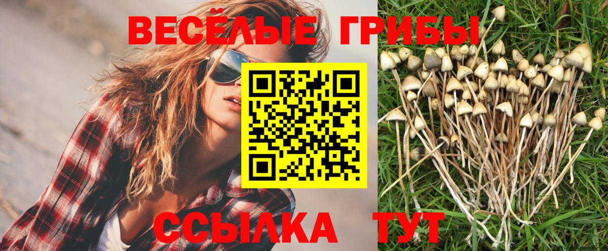 Пенза  Галлюциногенные грибы Cubensis  Вход с VPN 